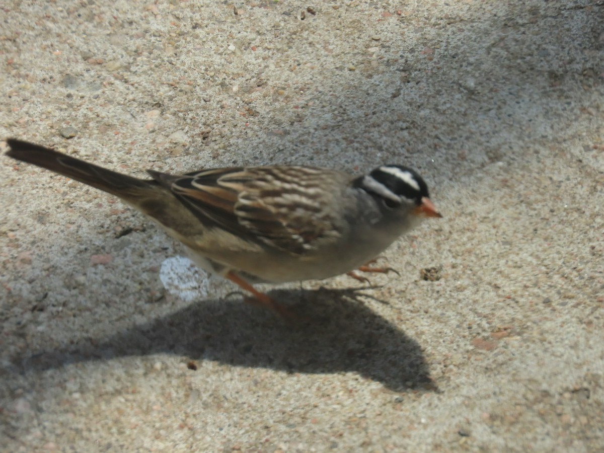White-crowned Sparrow - ML618453686