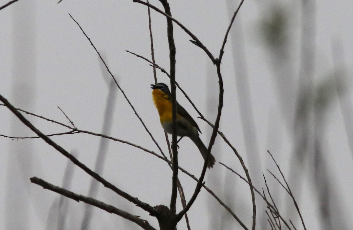 Yellow-breasted Chat - ML618453692