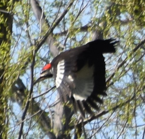 Pileated Woodpecker - ML618453749