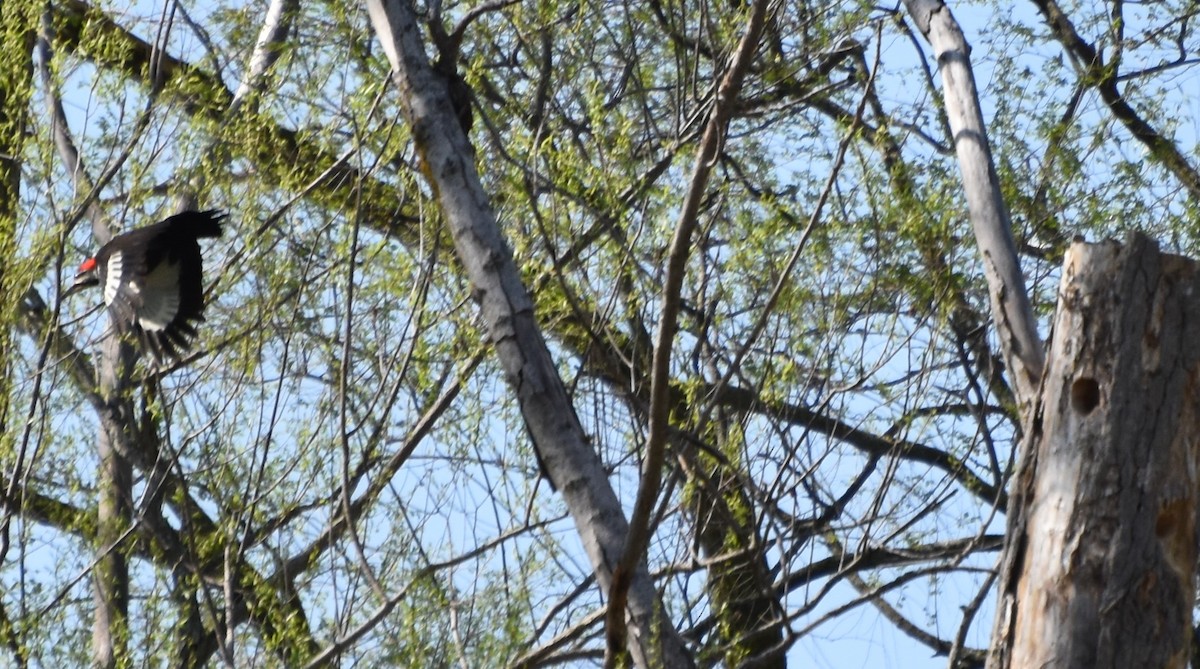 Pileated Woodpecker - ML618453750
