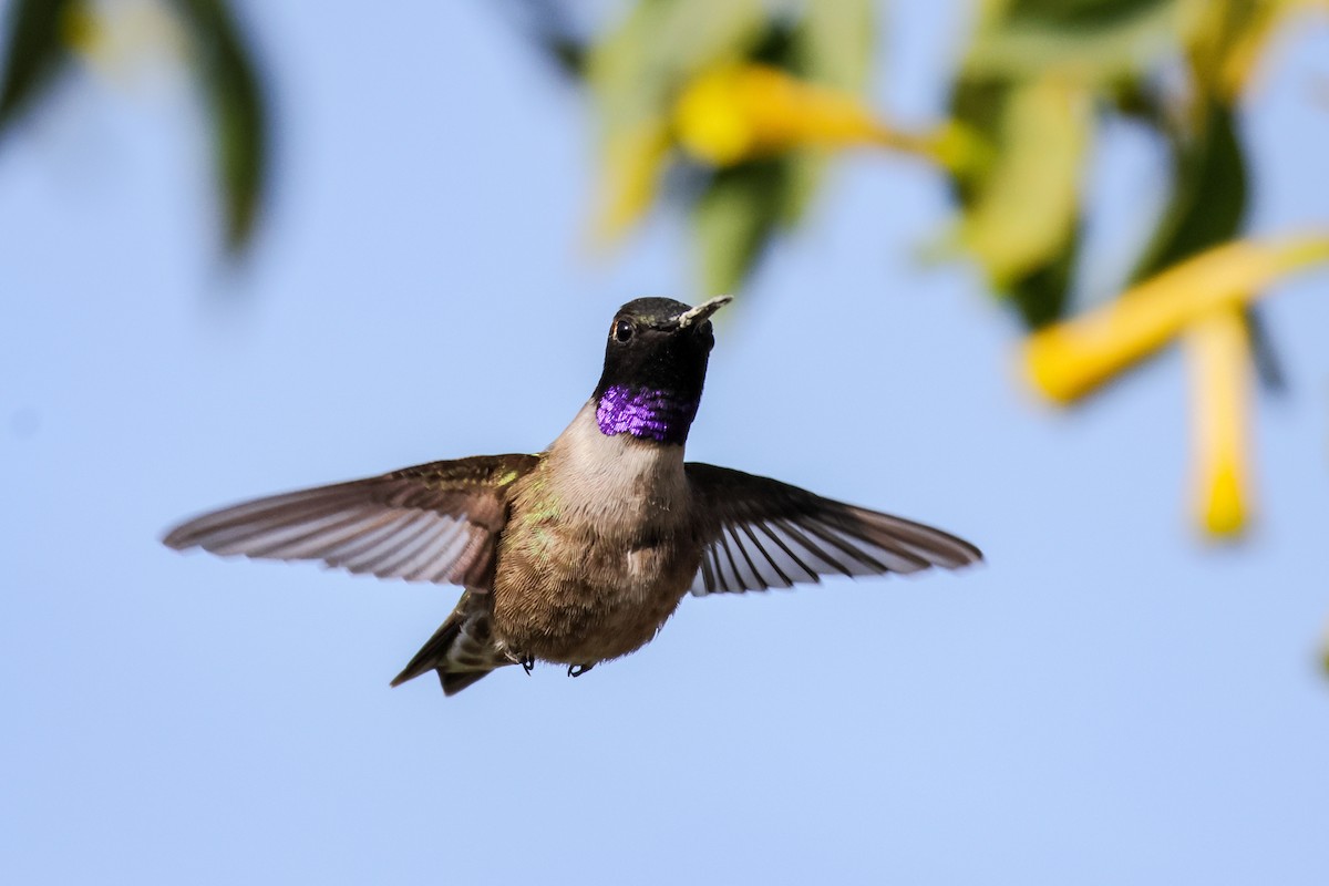 Black-chinned Hummingbird - ML618453761
