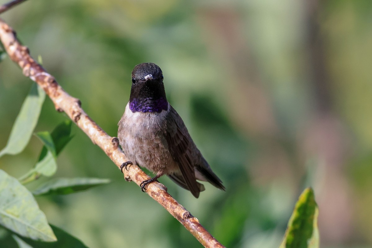 Black-chinned Hummingbird - ML618453774
