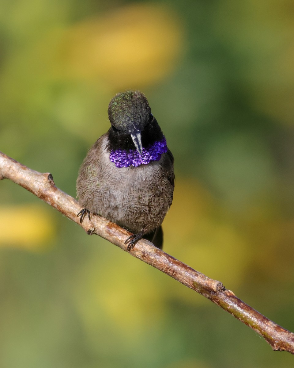 Black-chinned Hummingbird - Brennan Mulrooney