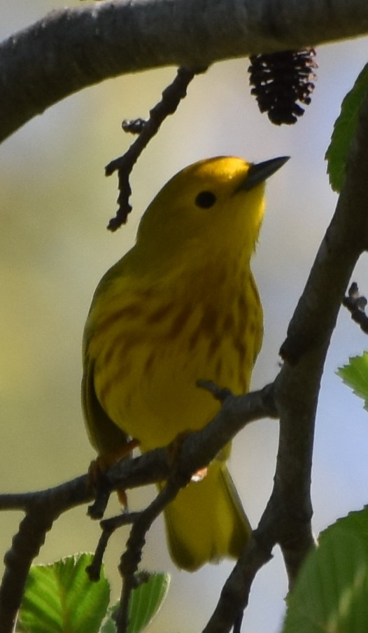 Yellow Warbler - Lynn Rutan