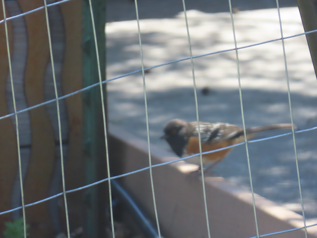 Spotted Towhee - ML618453810