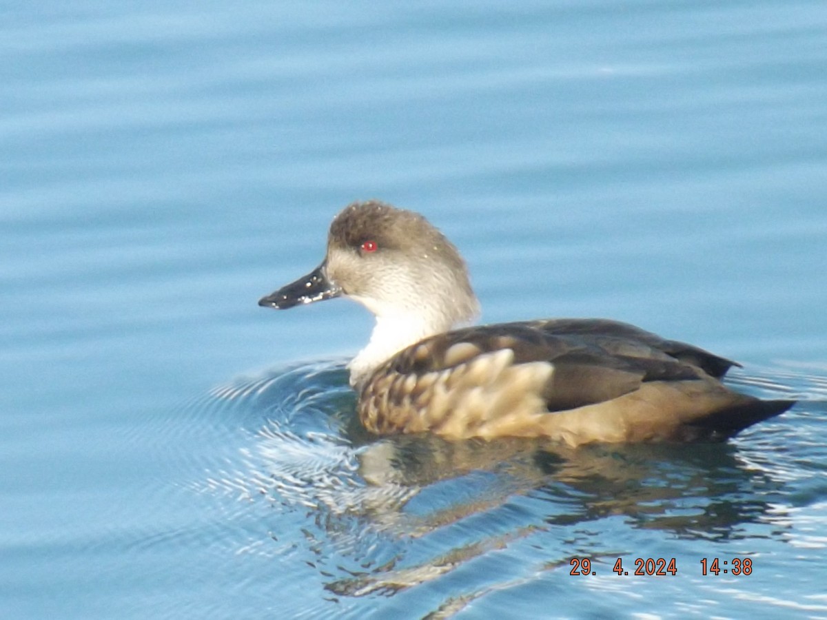 Crested Duck - ML618453815