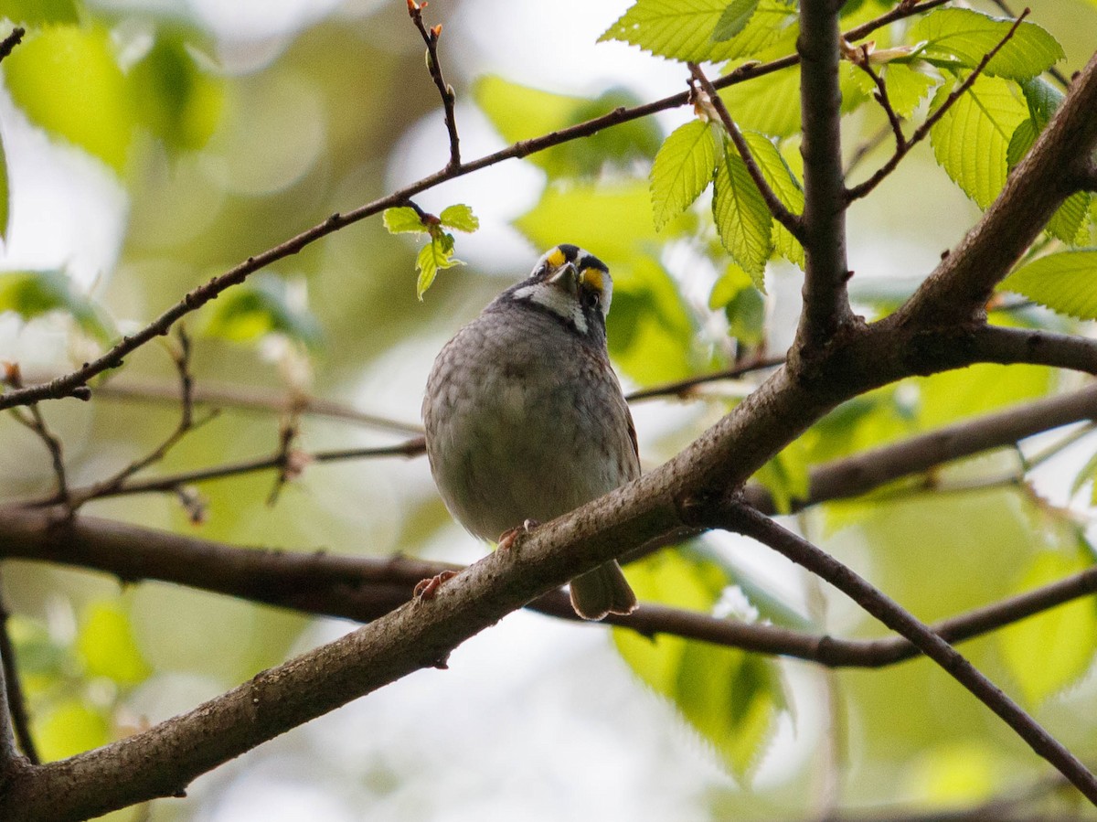White-throated Sparrow - Michael Muchmore
