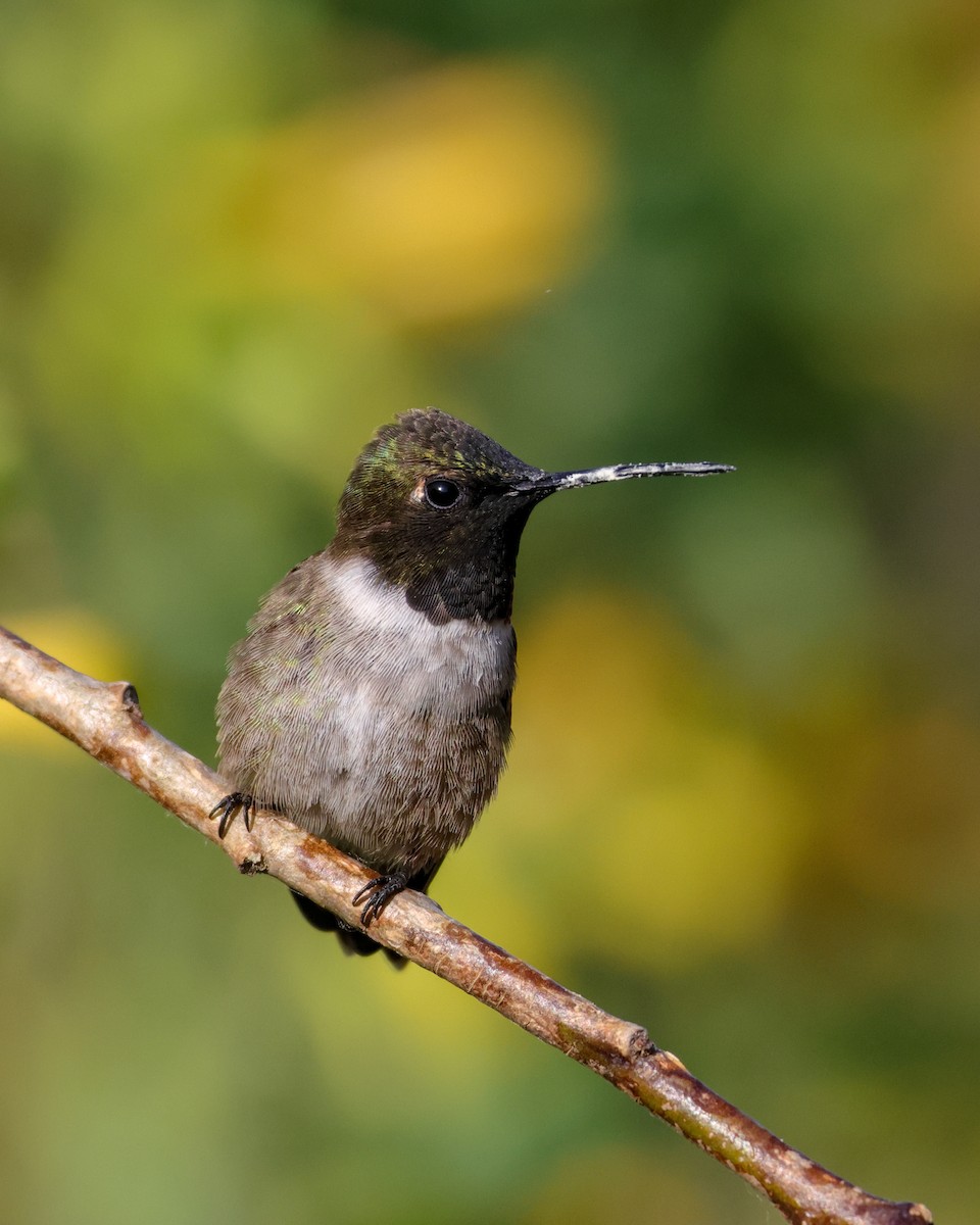 Black-chinned Hummingbird - ML618453834
