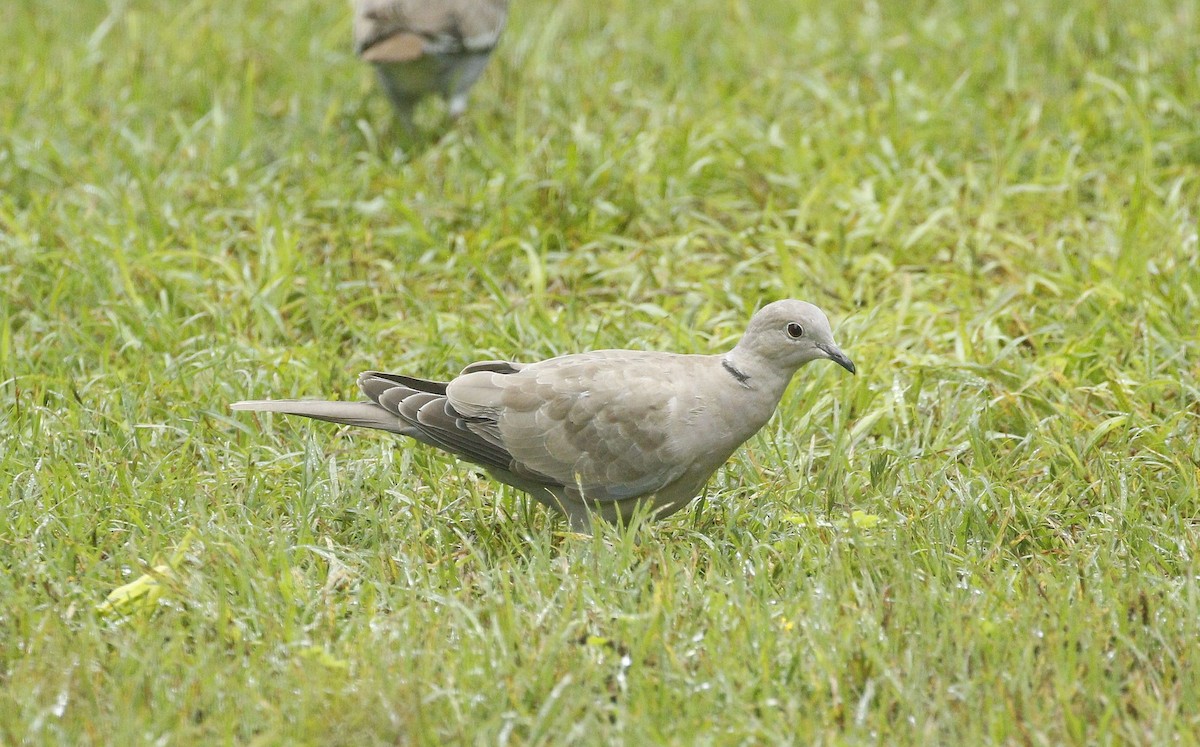 Eurasian Collared-Dove - ML618453844