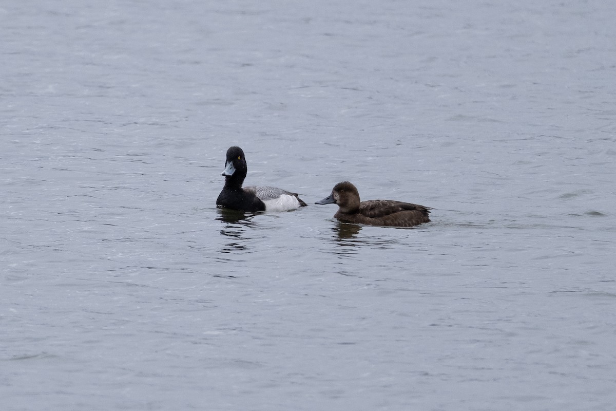 Greater/Lesser Scaup - ML618453846