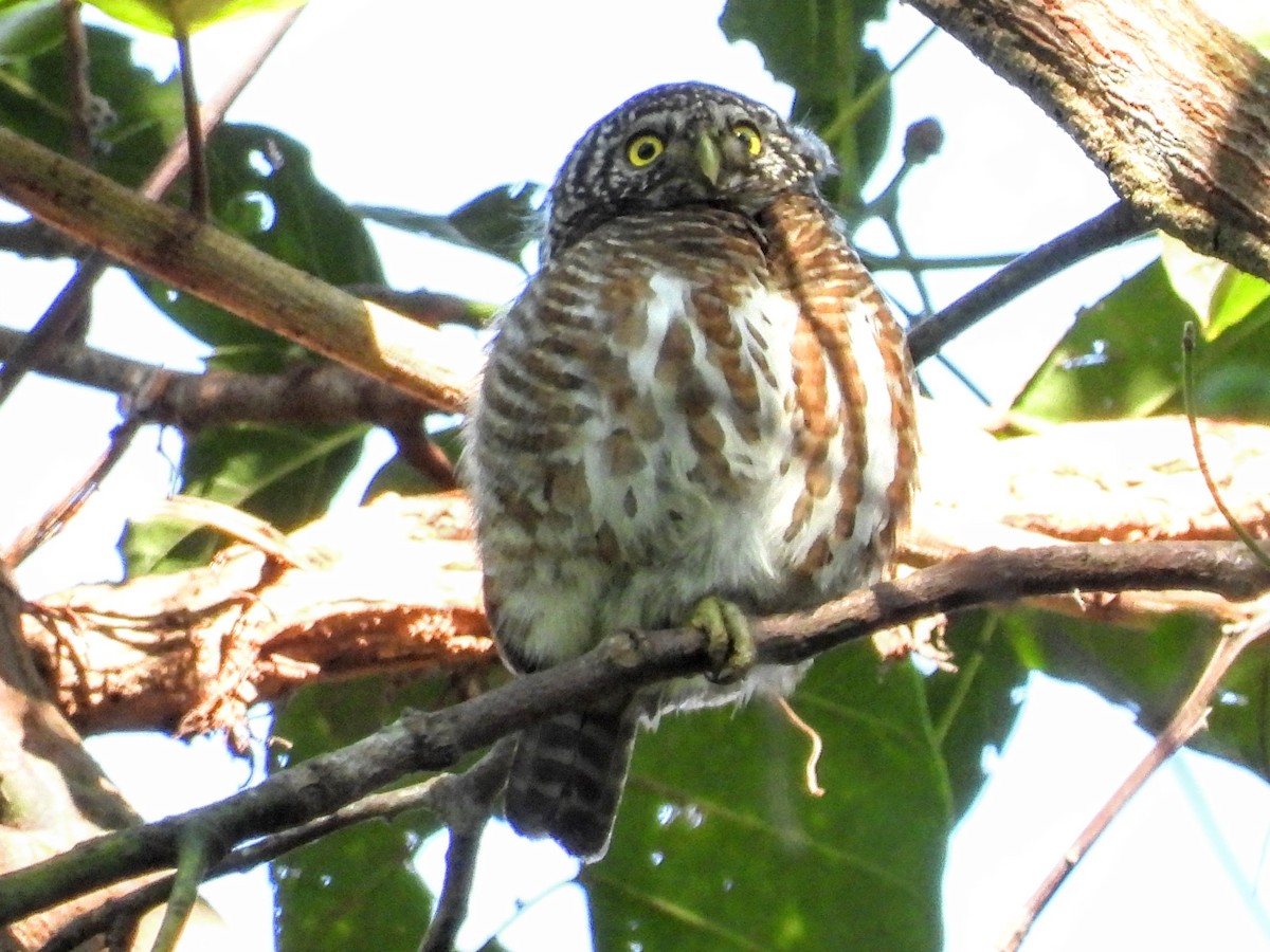 Collared Owlet - ML618453849