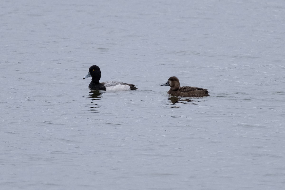 Greater/Lesser Scaup - ML618453850