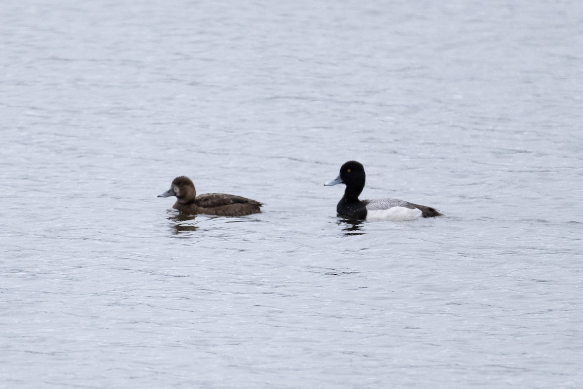 Greater/Lesser Scaup - ML618453853