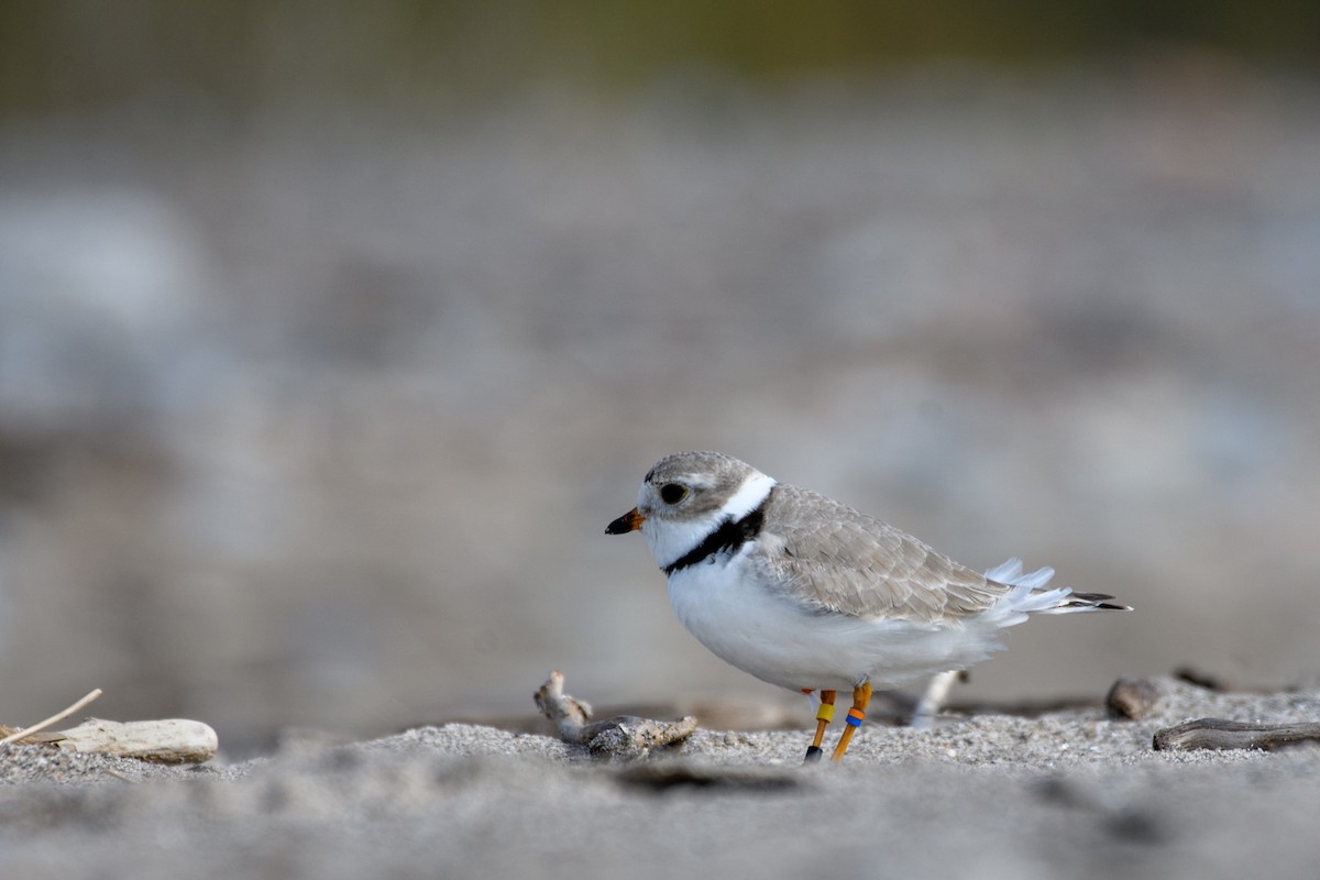 Piping Plover - ML618453854