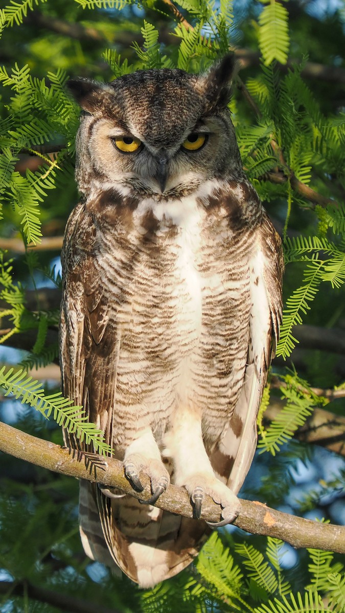 Great Horned Owl - ML618453894