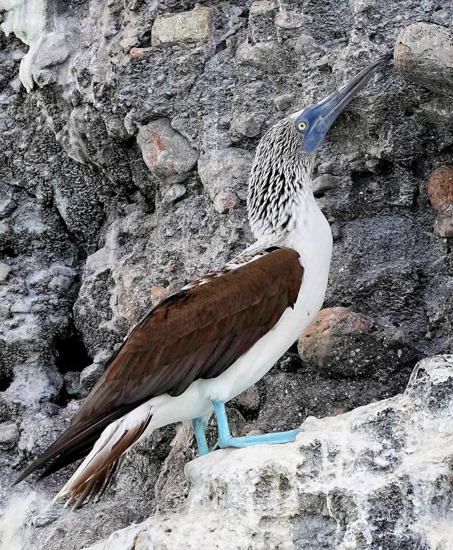 Blue-footed Booby - ML618453903