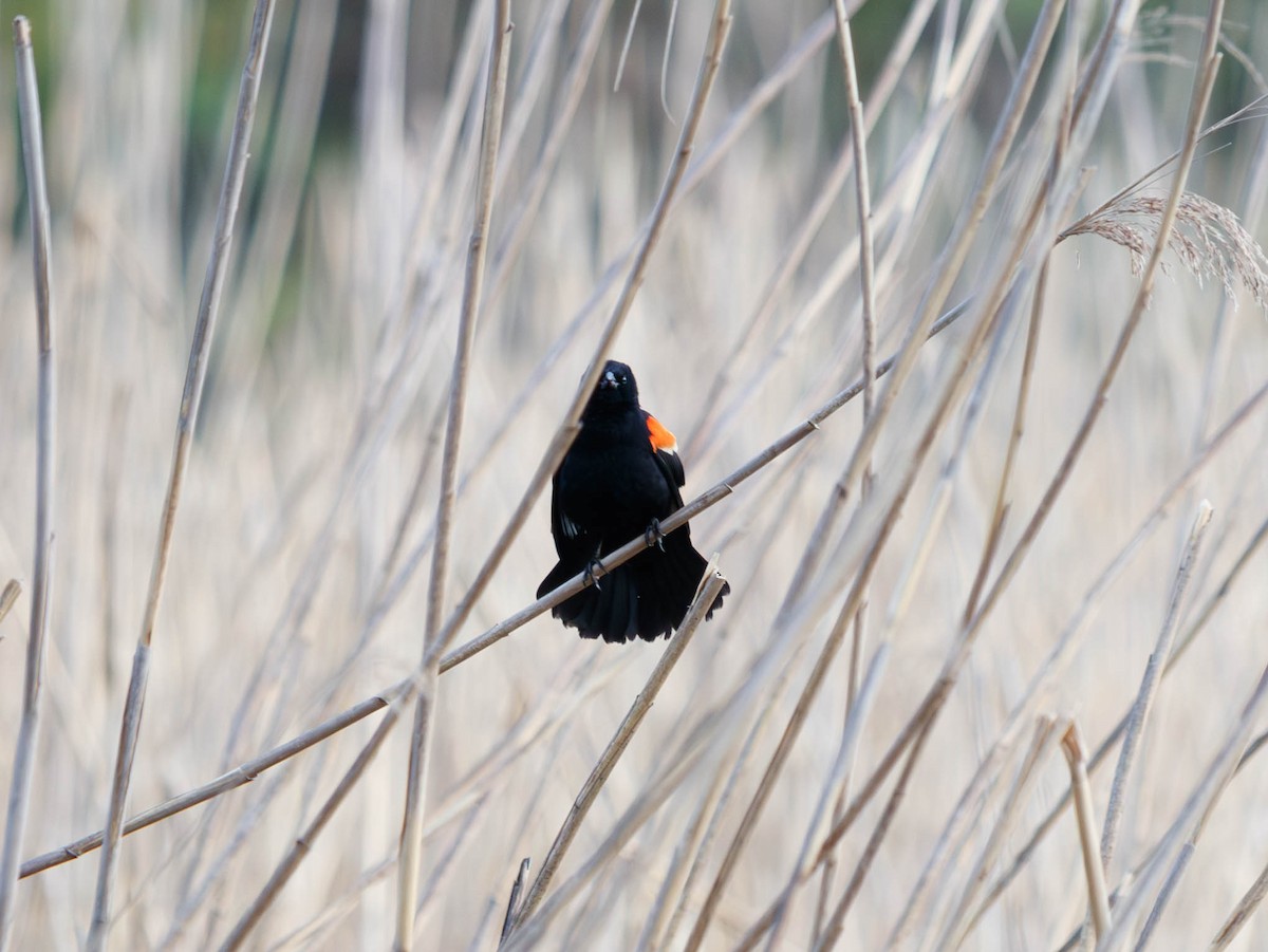 Red-winged Blackbird - Michael Muchmore