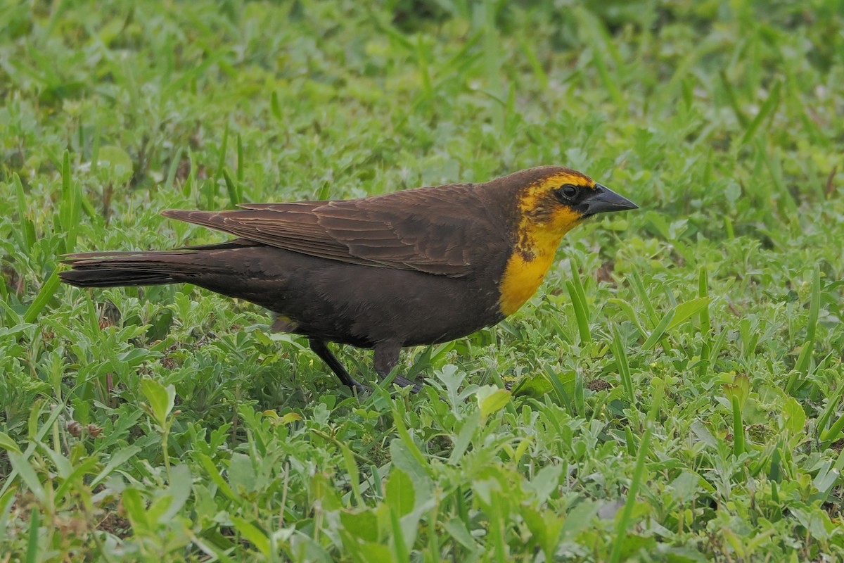 Yellow-headed Blackbird - ML618453938