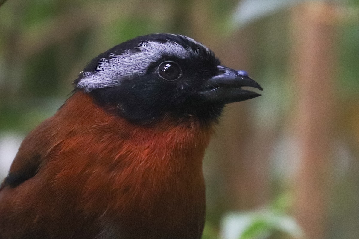 Tanager Finch - ML618453945