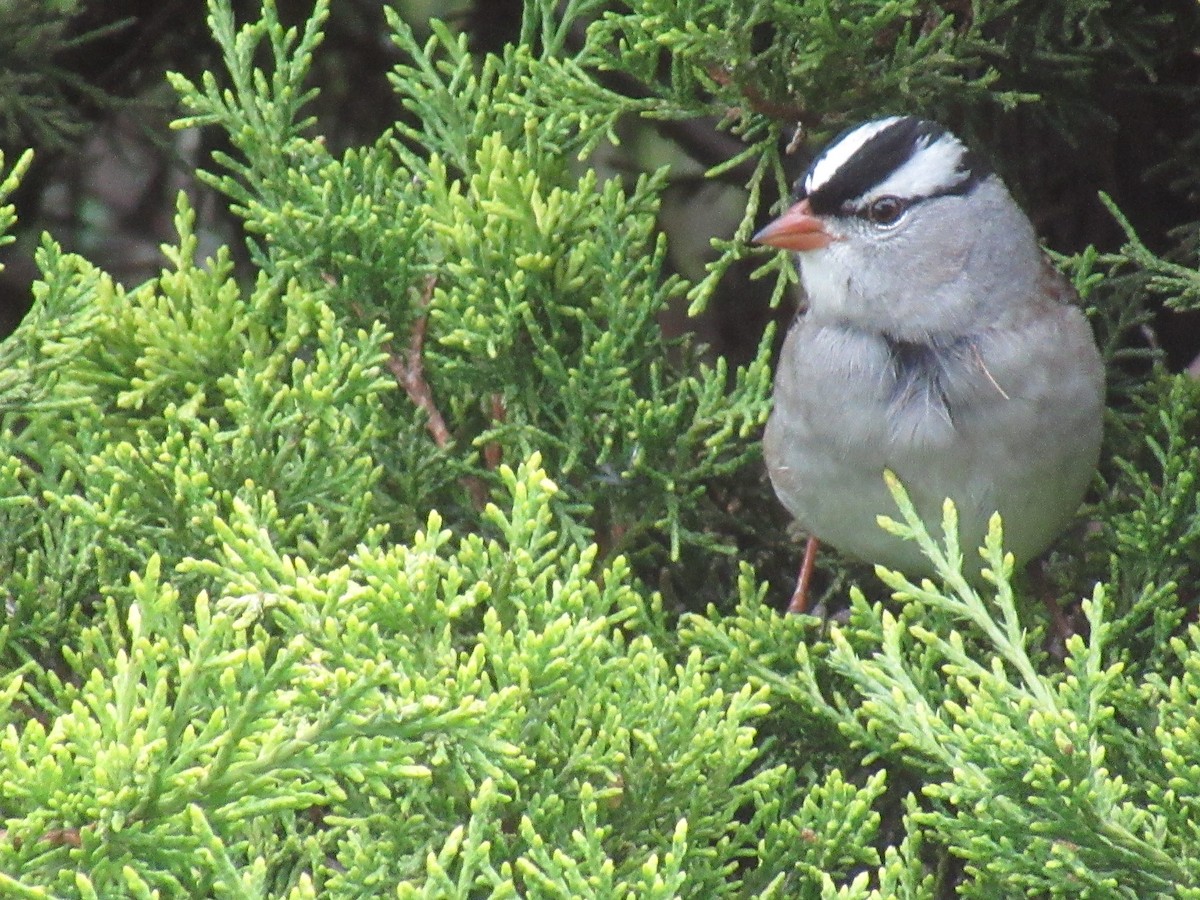 White-crowned Sparrow - Diane Hamilton