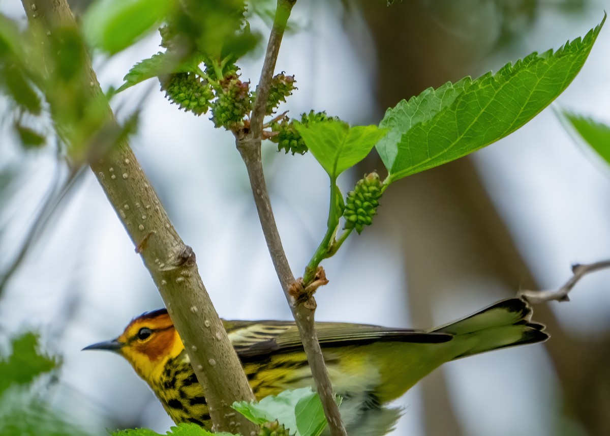 Cape May Warbler - ML618454015