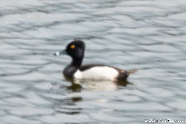 Ring-necked Duck - Bernadette and Amante Mangaser