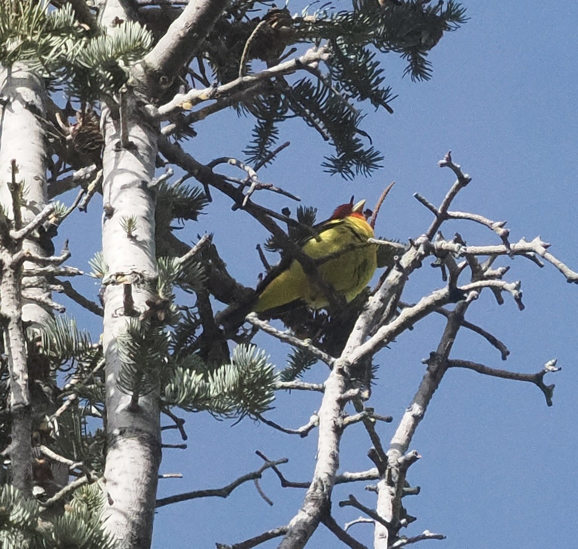 Western Tanager - ML618454074
