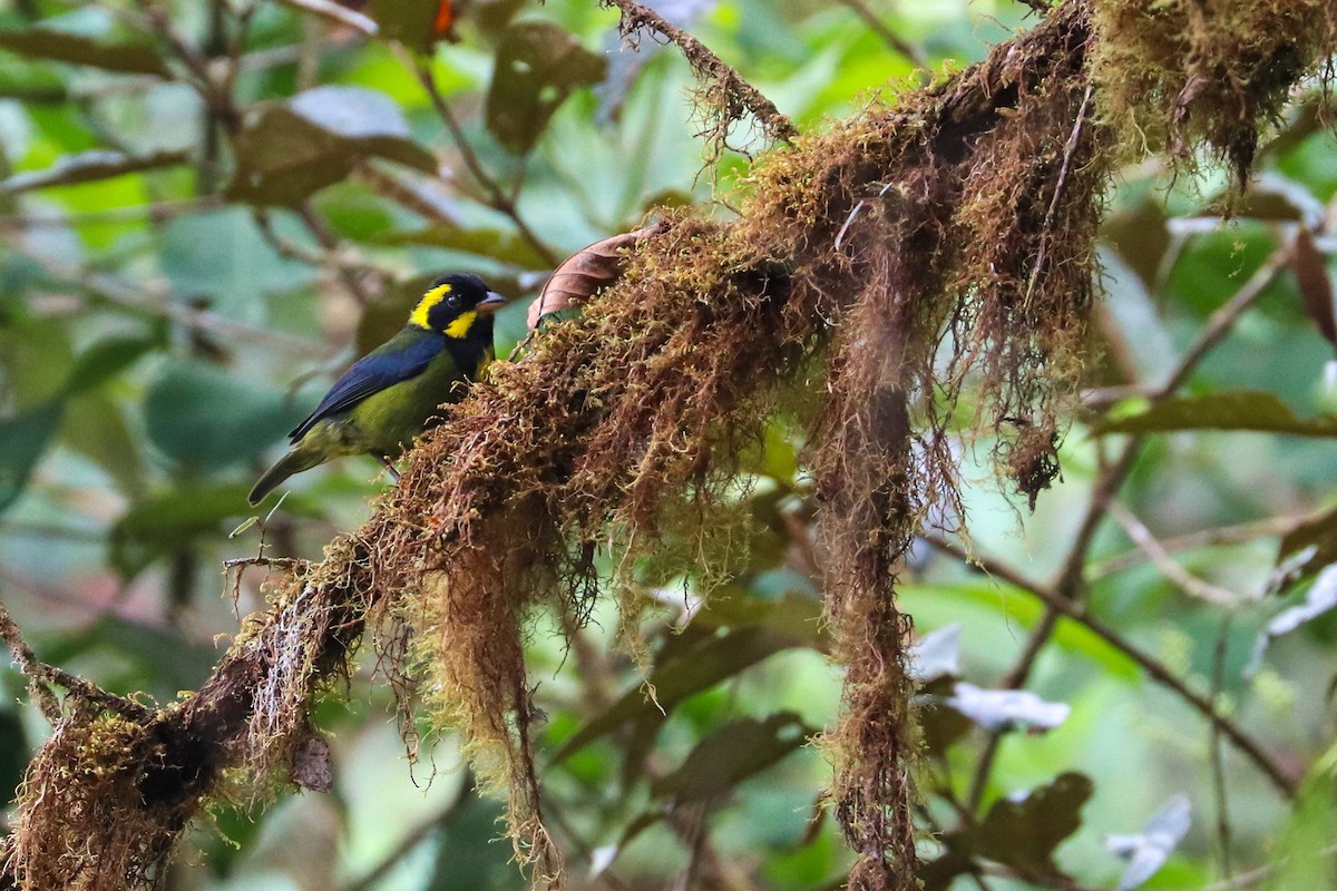 Gold-ringed Tanager - ML618454077