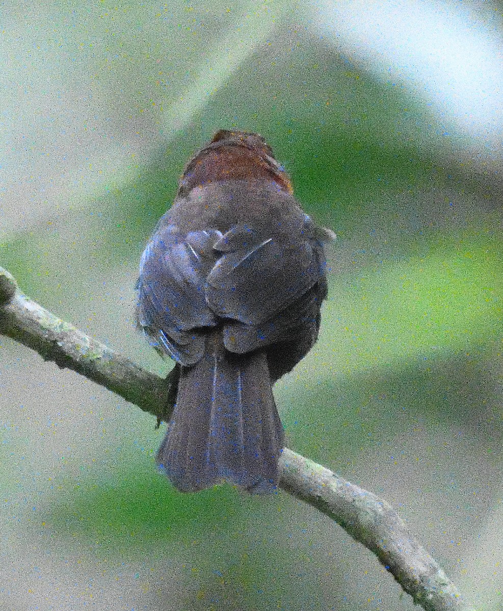 Red-throated Ant-Tanager - ML618454093