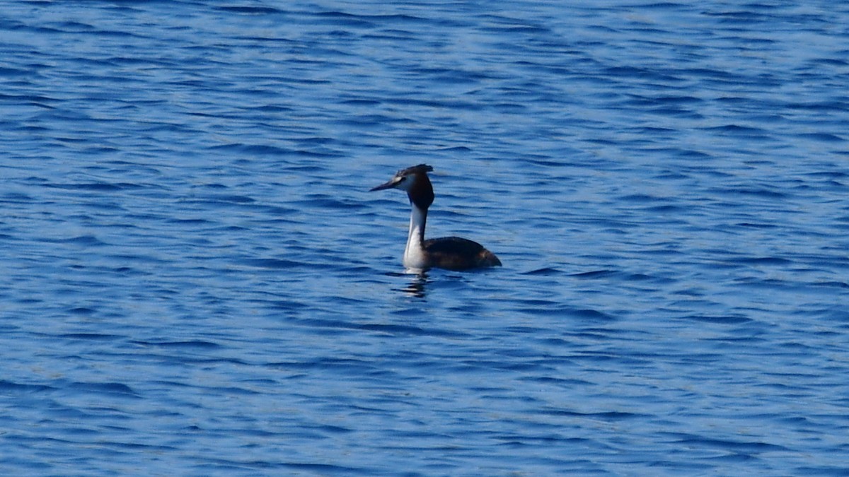 Great Crested Grebe - ML618454101