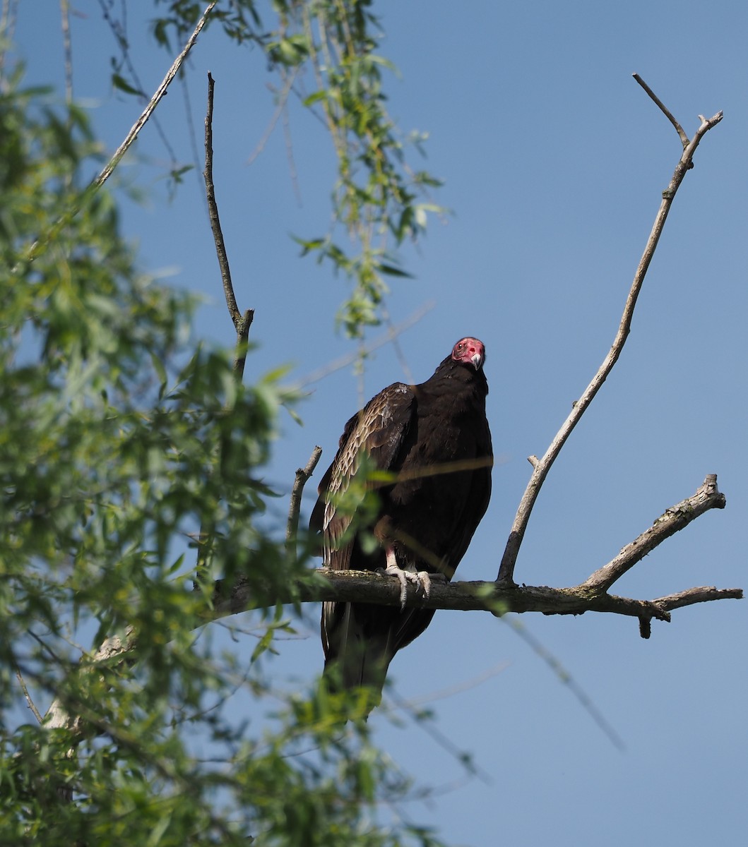 Turkey Vulture - ML618454102