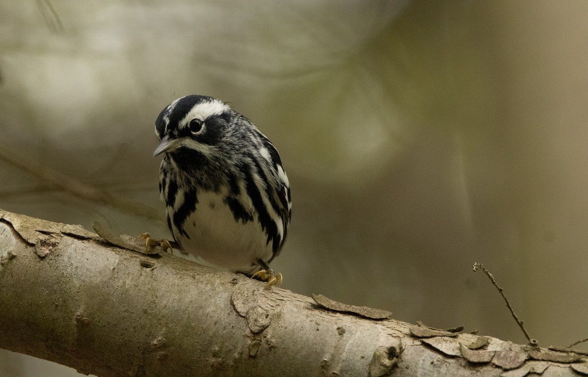 Black-and-white Warbler - Keith Leonard