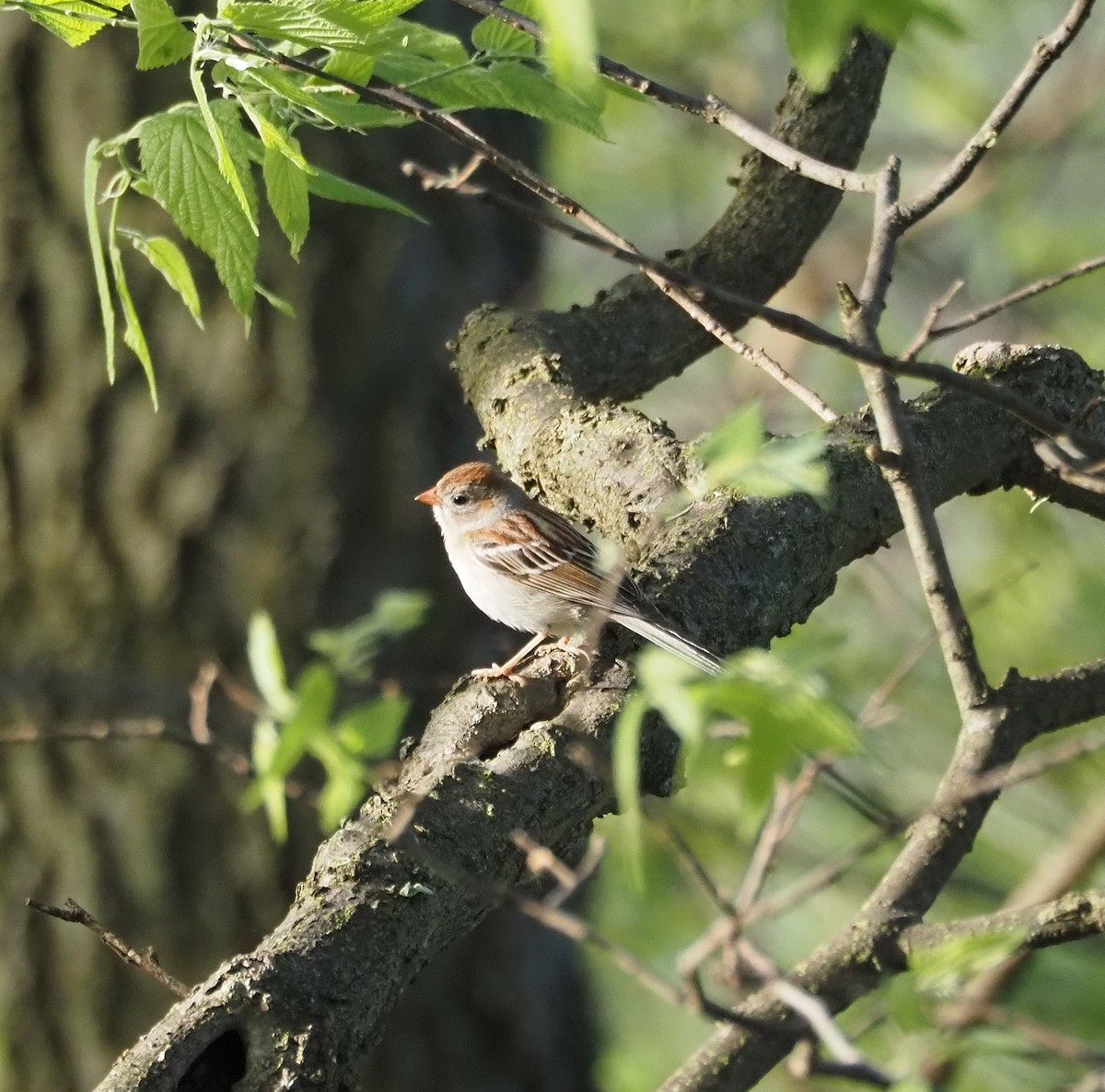 Field Sparrow - ML618454196