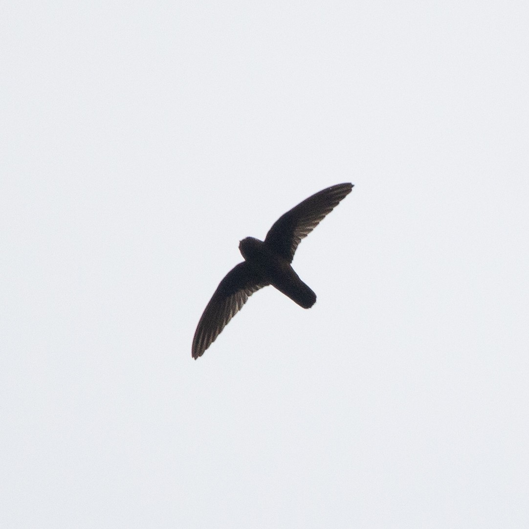 Spot-fronted Swift - ML618454197