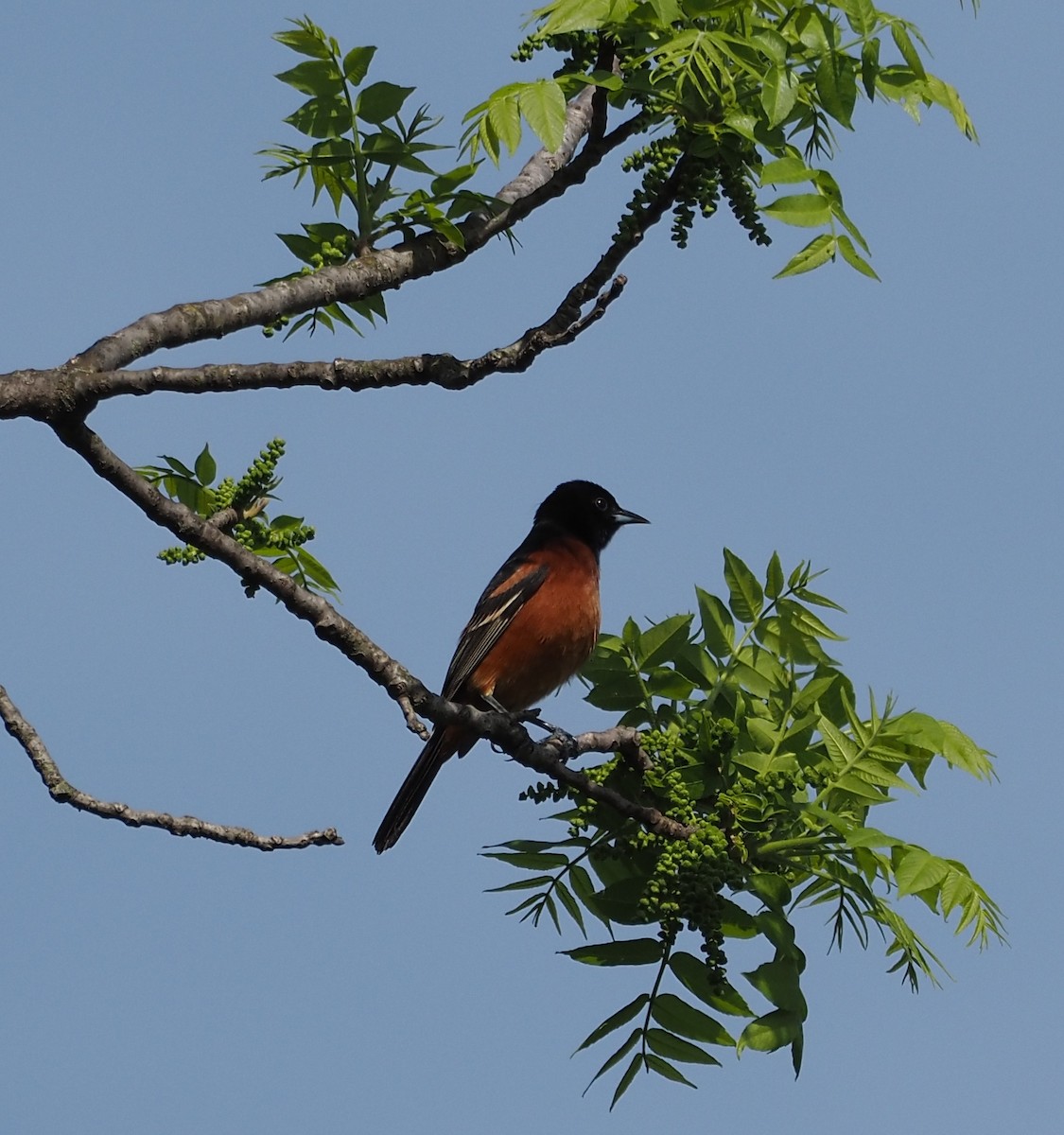 Orchard Oriole - ML618454228