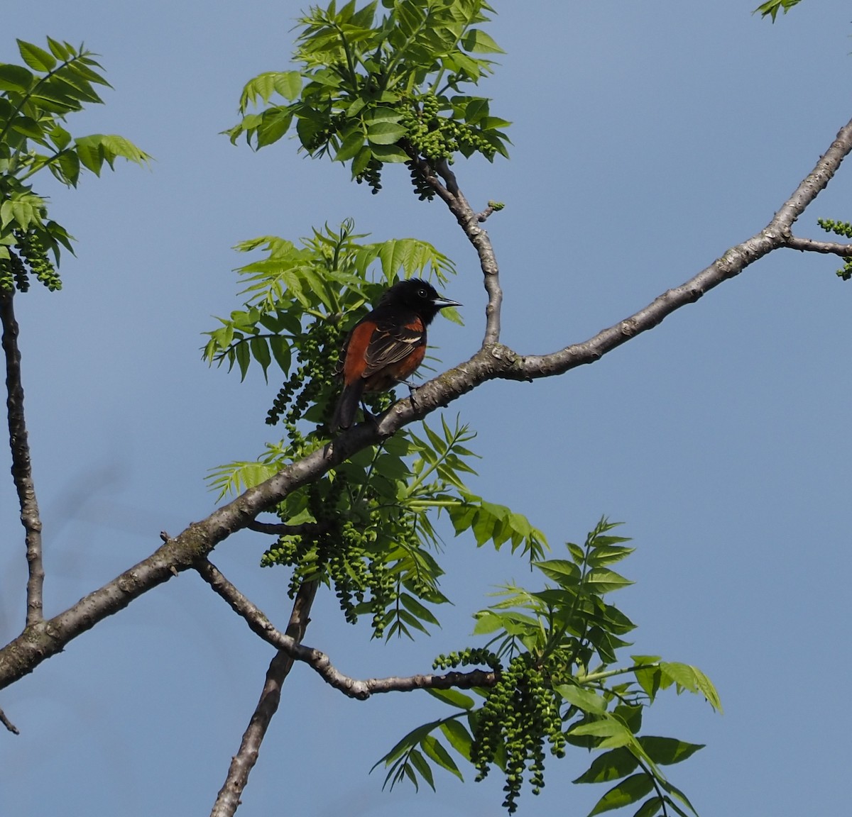 Orchard Oriole - ML618454230