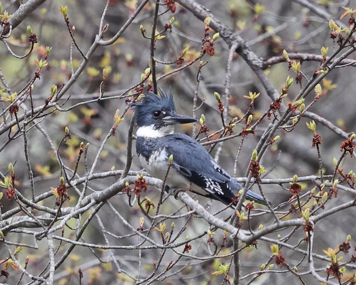 Belted Kingfisher - ML618454234