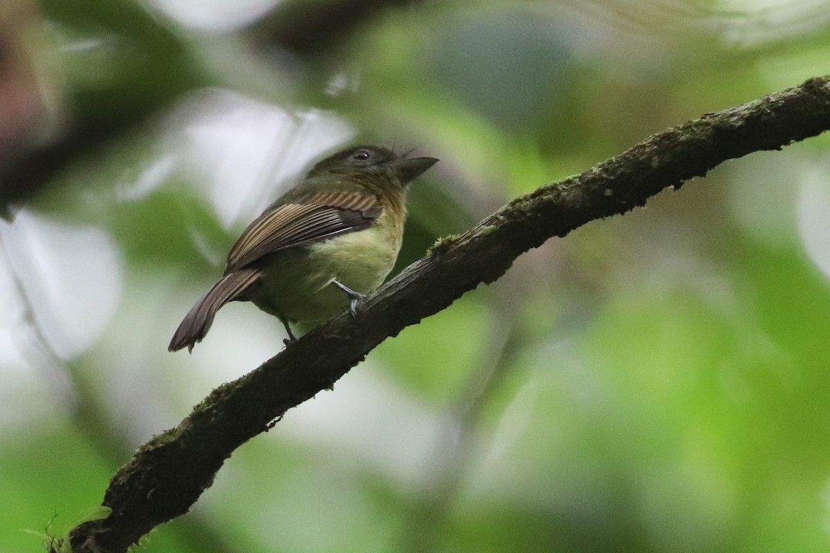Fulvous-breasted Flatbill - ML618454236
