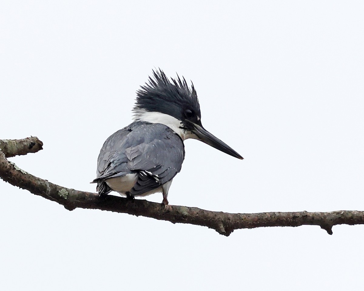 Belted Kingfisher - ML618454237