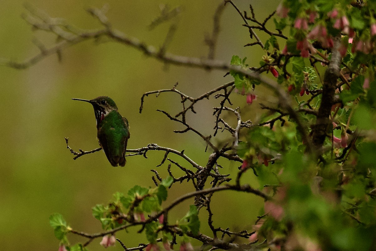 Calliope Hummingbird - ML618454255