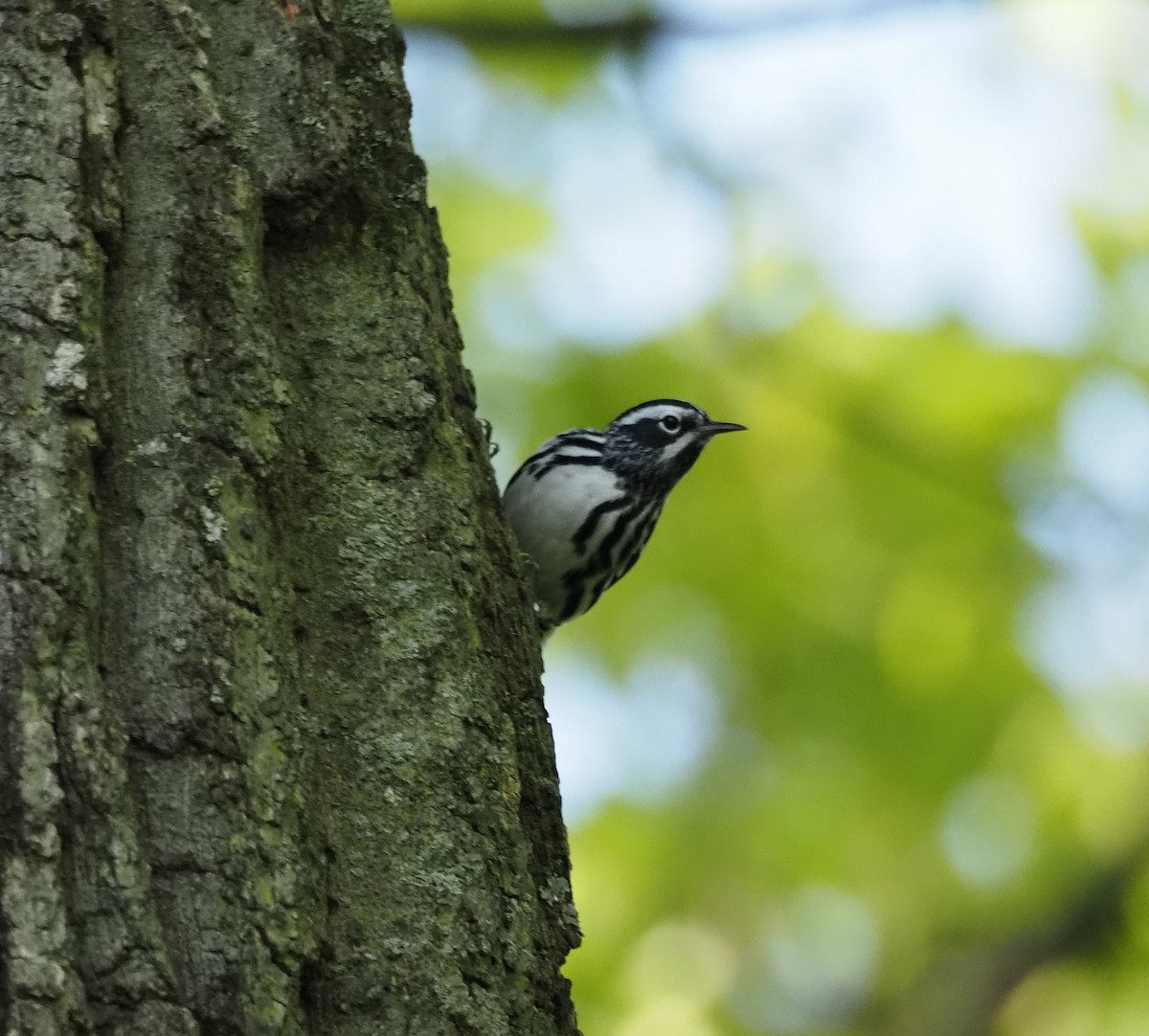 Black-and-white Warbler - ML618454264