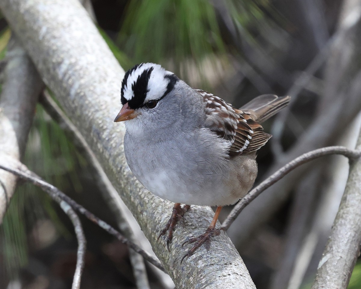 White-crowned Sparrow - ML618454286