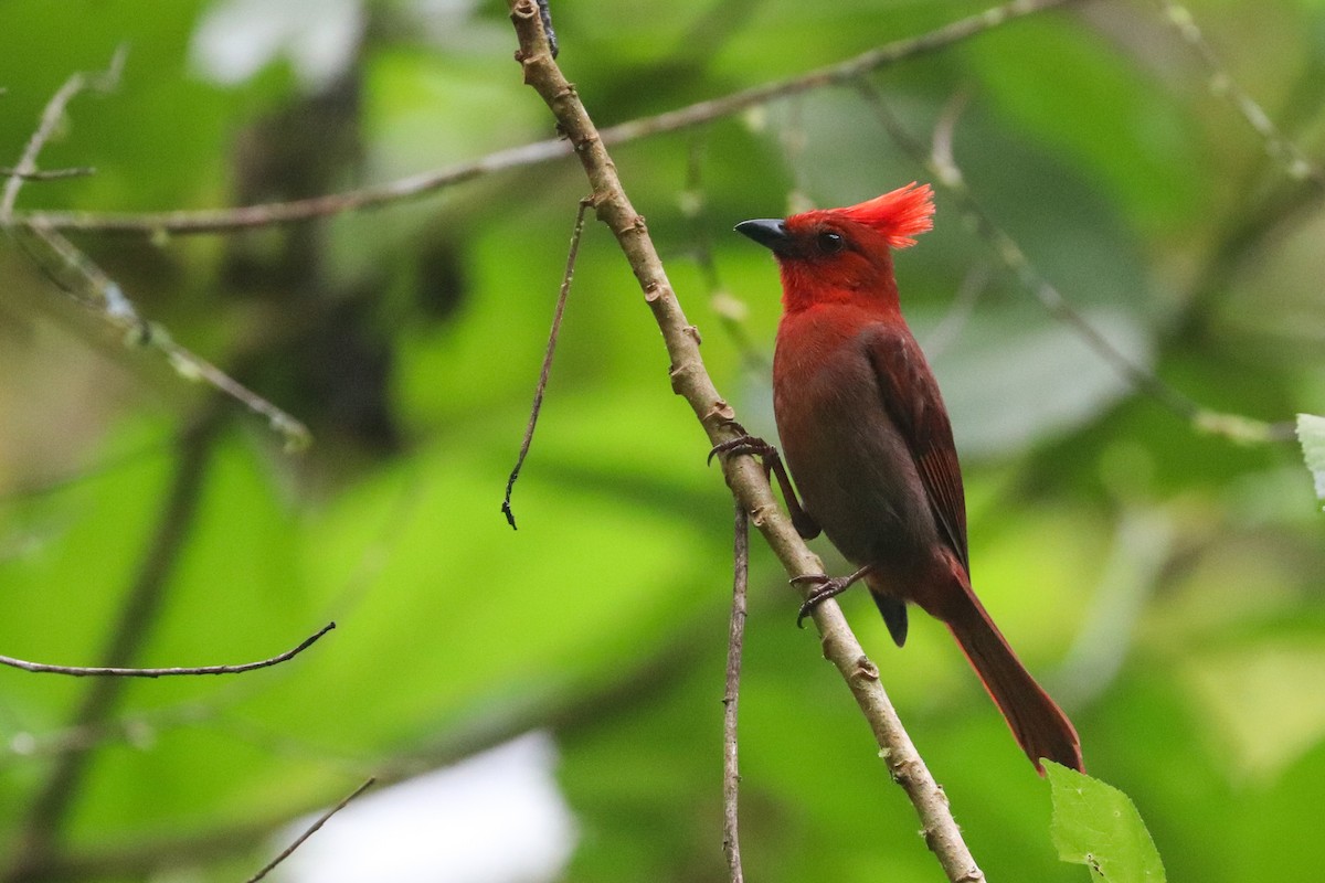 Crested Ant-Tanager - ML618454287