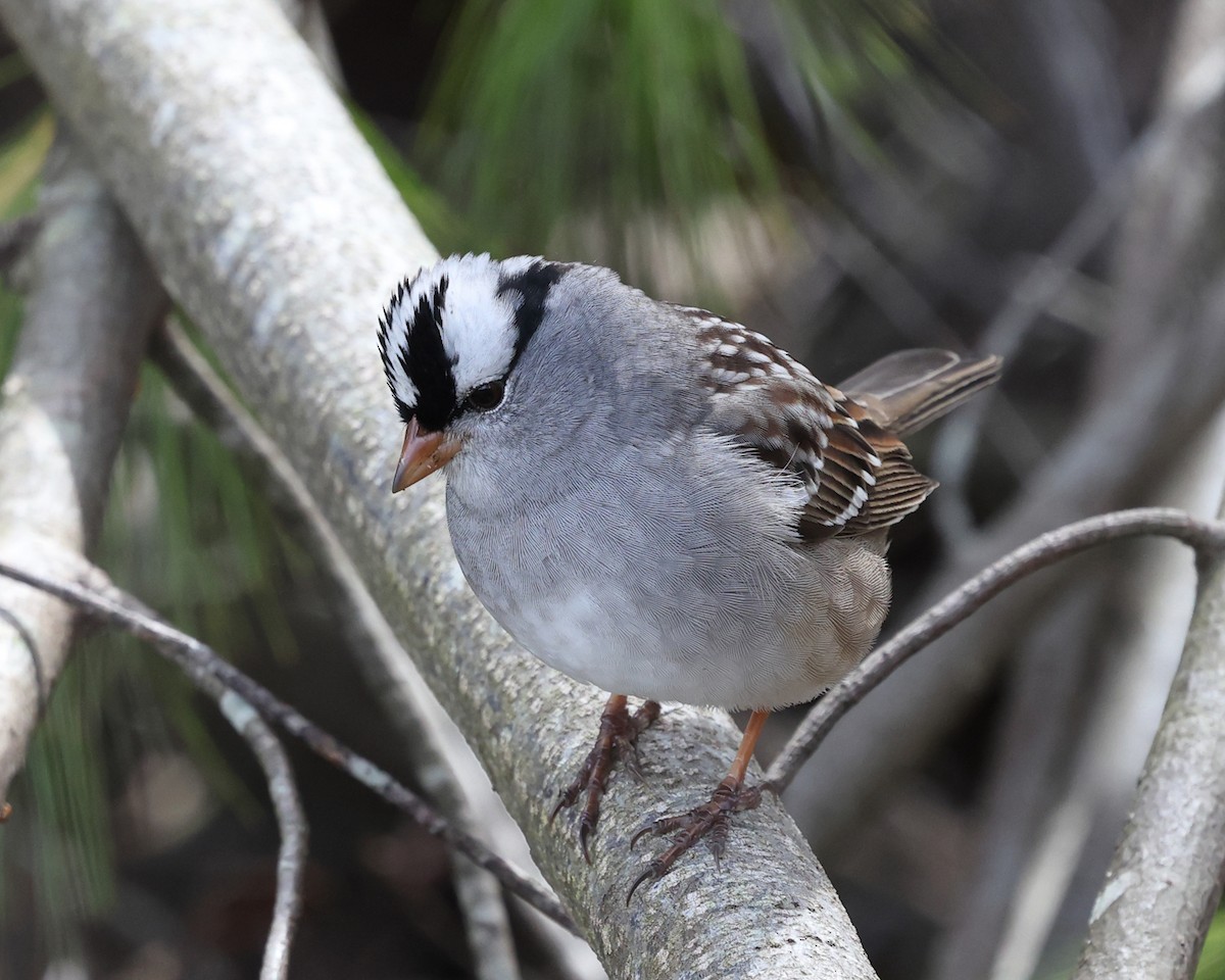 White-crowned Sparrow - ML618454290