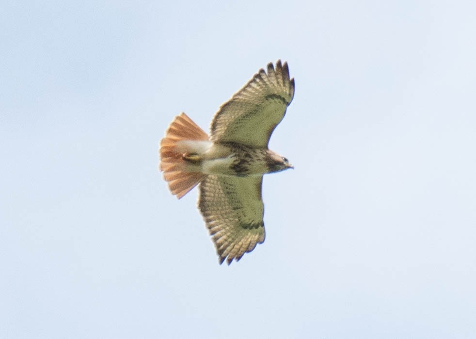 Red-tailed Hawk - ML618454292