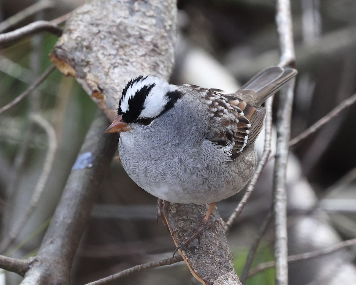 White-crowned Sparrow - Tom Murray