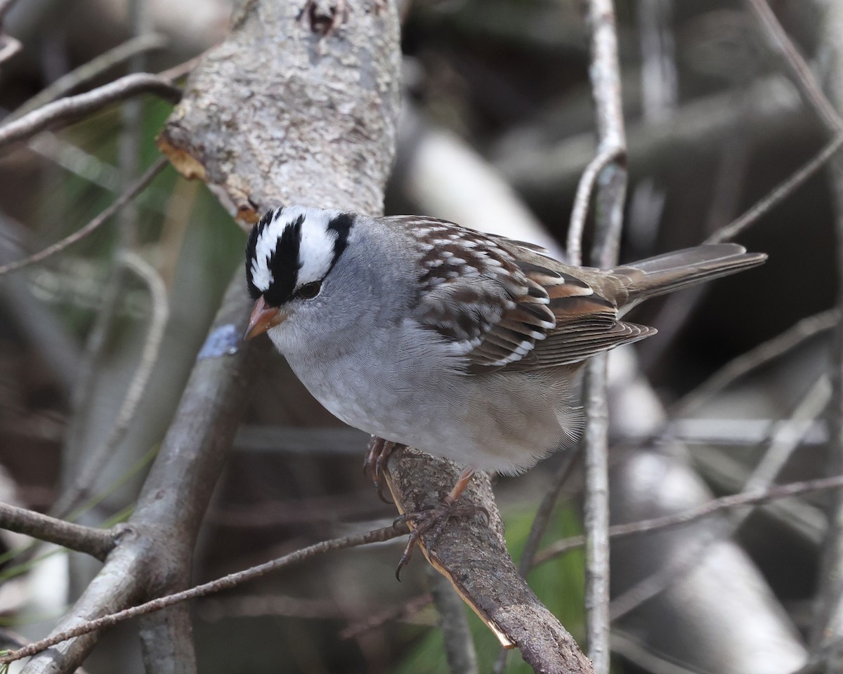 White-crowned Sparrow - ML618454297