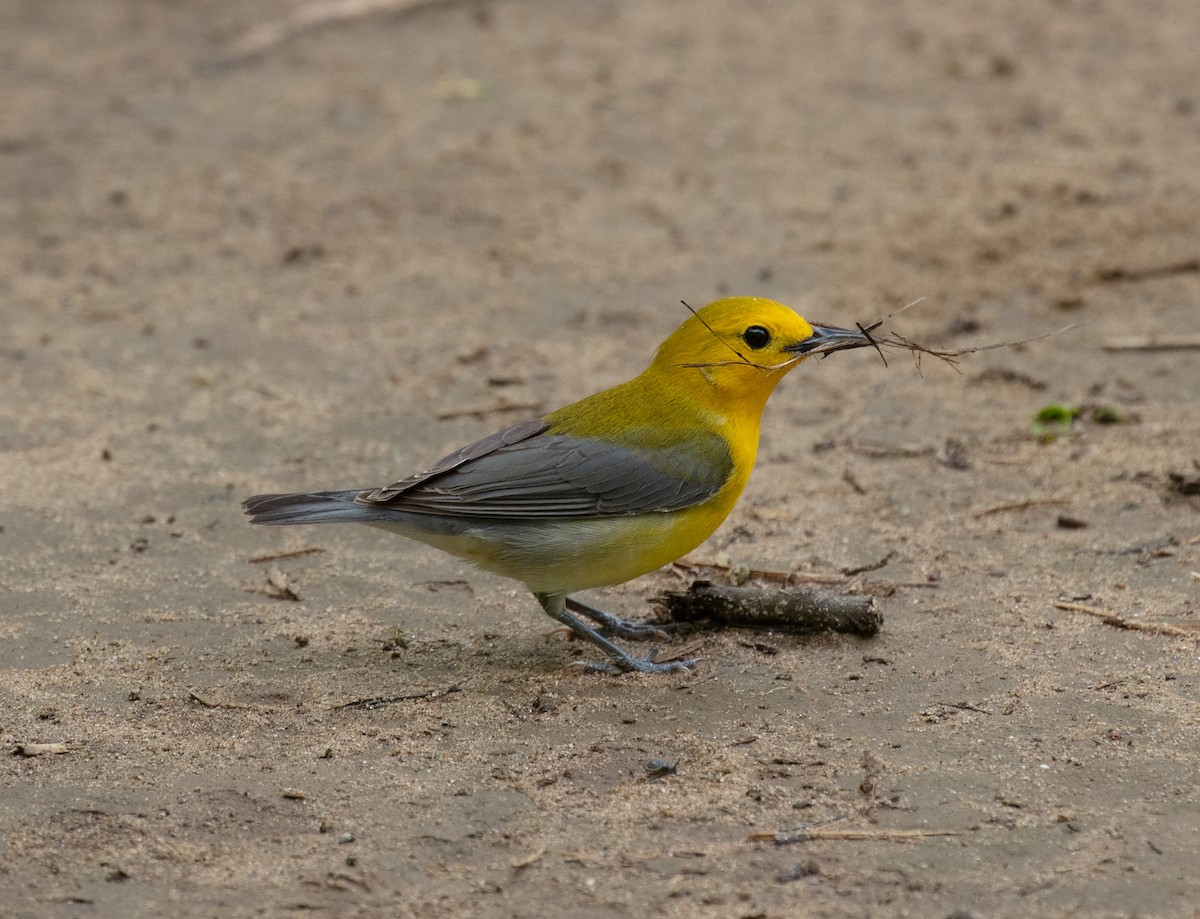Prothonotary Warbler - ML618454302