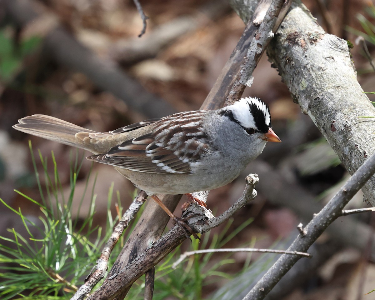 White-crowned Sparrow - ML618454303