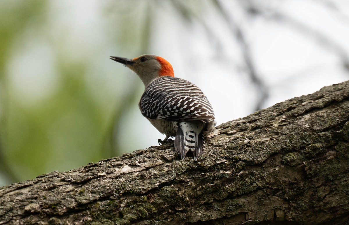 Red-bellied Woodpecker - ML618454313